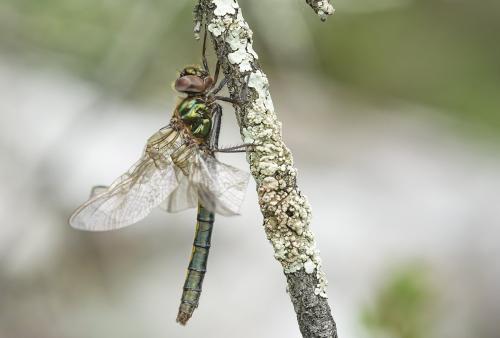 Oxygastra curtisii